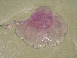 stinging jellyfish on sand