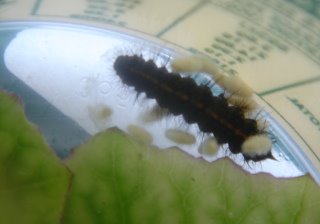 caterpillar with fuzzy egg-grub things