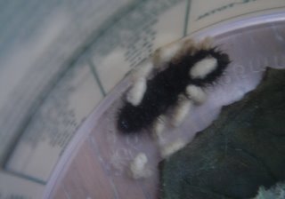 dead caterpillar with egg-grub things