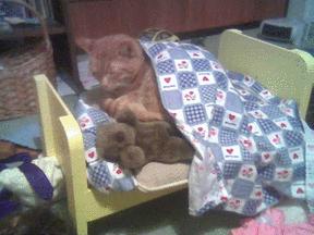 Cat found tucked up in doll's bed with a small teddy. Just a tad cutesy.